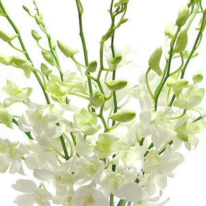 Orchidy-e-Blanc.jpg