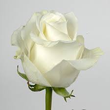 Rose-50-cm-Blanc.jpg