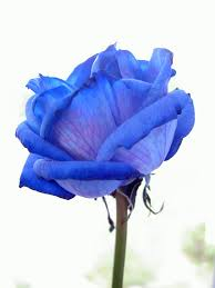 Rose-bleue-B.-Royal.png