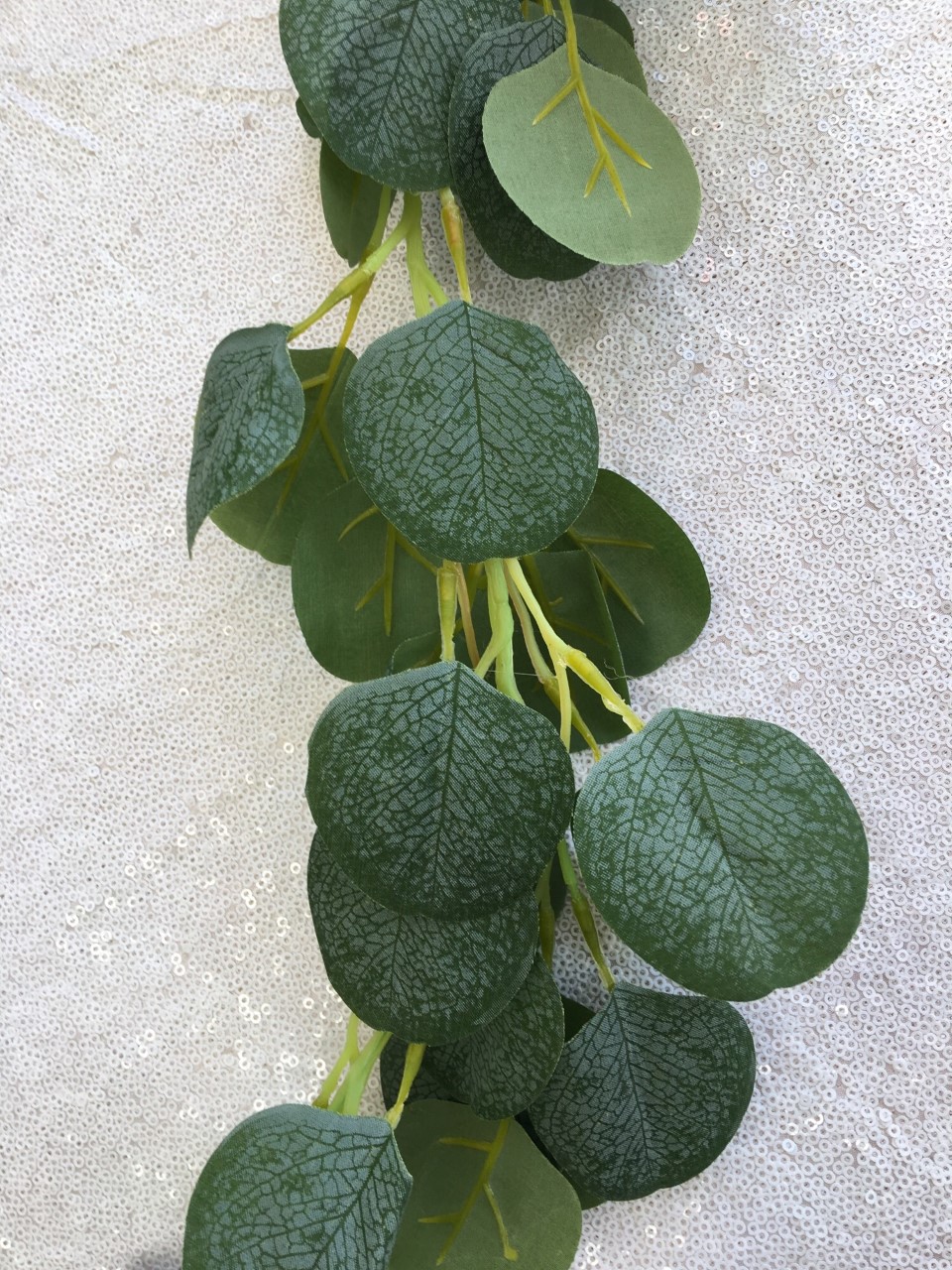 Vigne-d-eucalyptus-6.5-Vert-Py-le.jpg